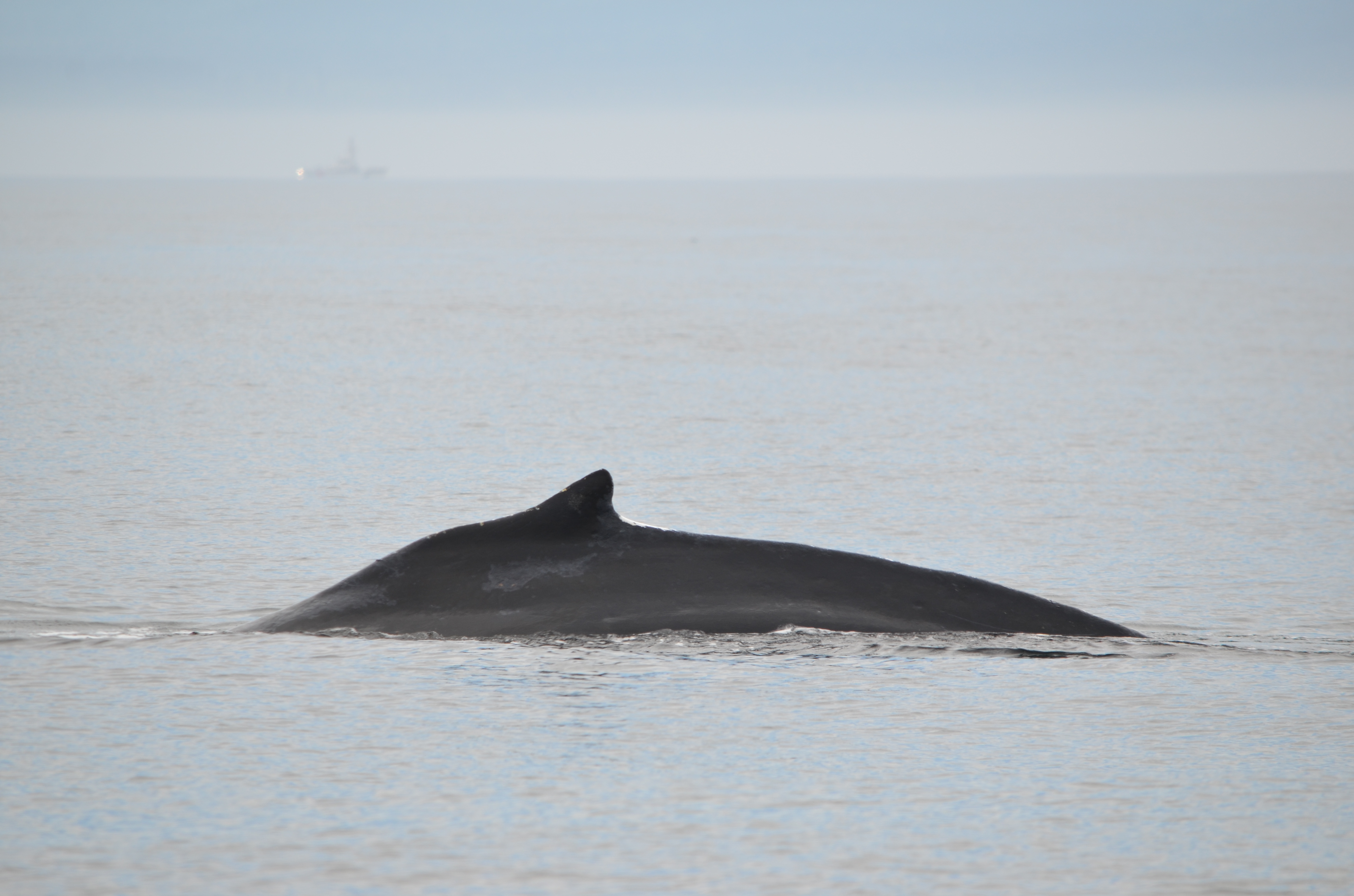 photos/wildlife/Mammal_Species/Humpback Whale/DSC_0052.JPG